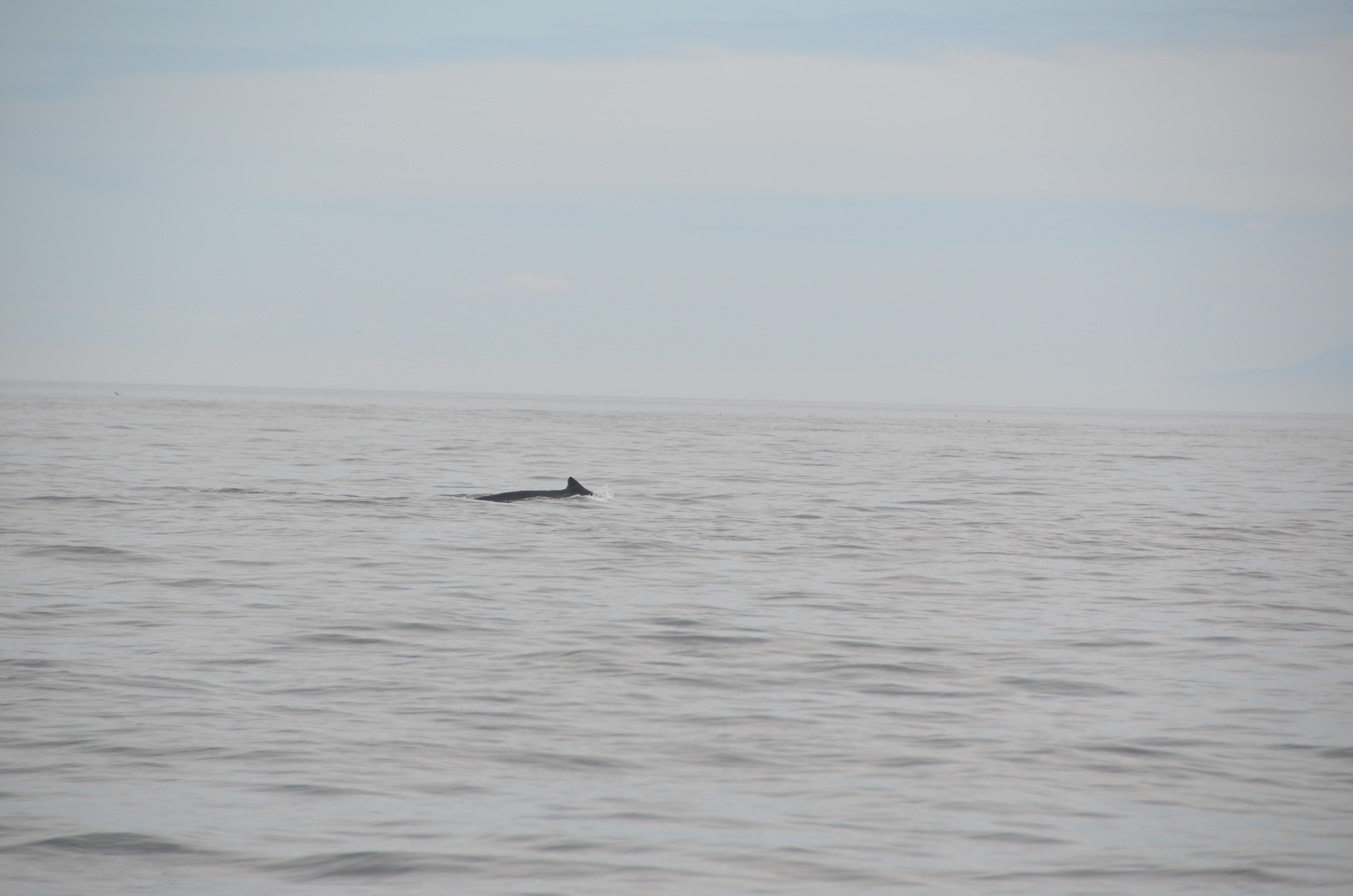 photos/wildlife/Mammal_Species/Humpback Whale/DSC_0009.JPG